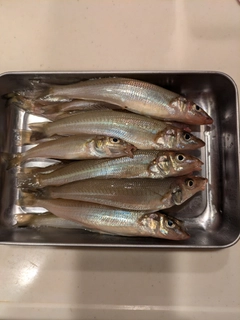 シロギスの釣果
