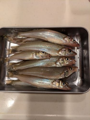 シロギスの釣果