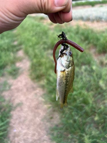 ブラックバスの釣果