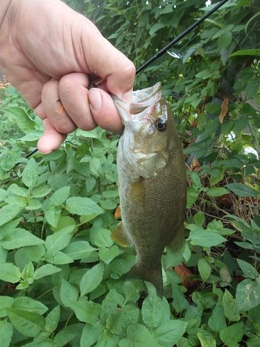 スモールマウスバスの釣果