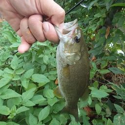 スモールマウスバス