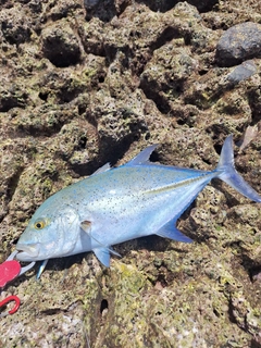 カスミアジの釣果