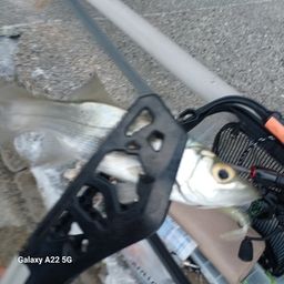 セイゴ（マルスズキ）