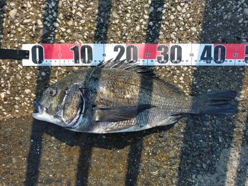 クロダイの釣果