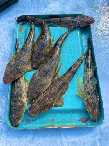 マゴチの釣果