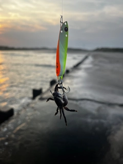 カニの釣果