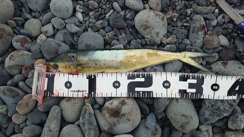 シイラの釣果