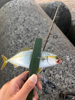 ツバスの釣果
