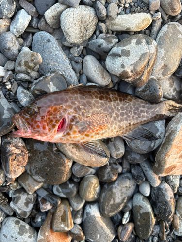 オオモンハタの釣果