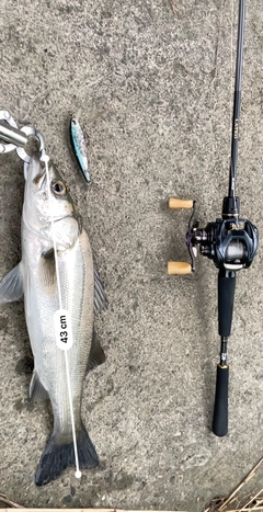 シーバスの釣果