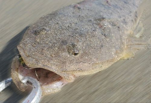コチの釣果