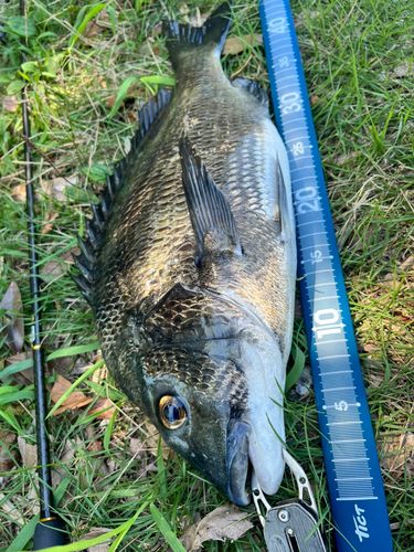 チヌの釣果