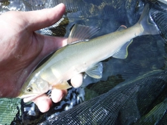 アユの釣果