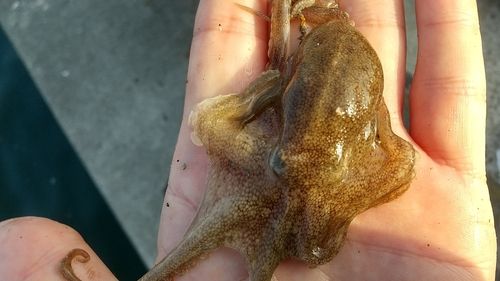 イイダコの釣果