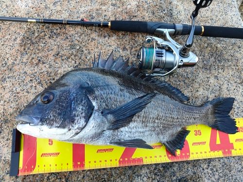クロダイの釣果