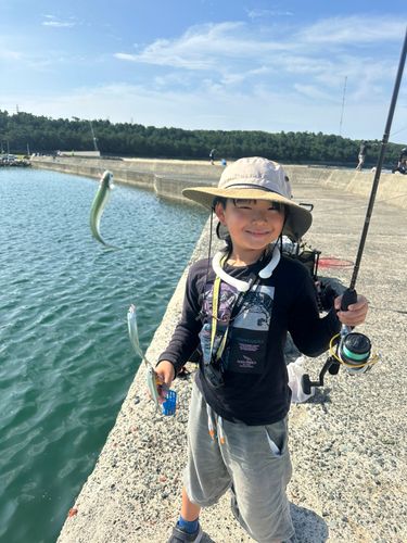 トウゴロウイワシの釣果