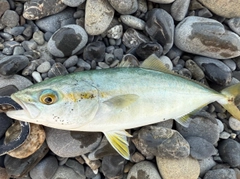 ワカシの釣果