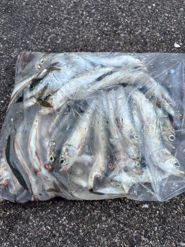 イワシの釣果