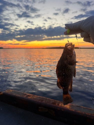 クロソイの釣果