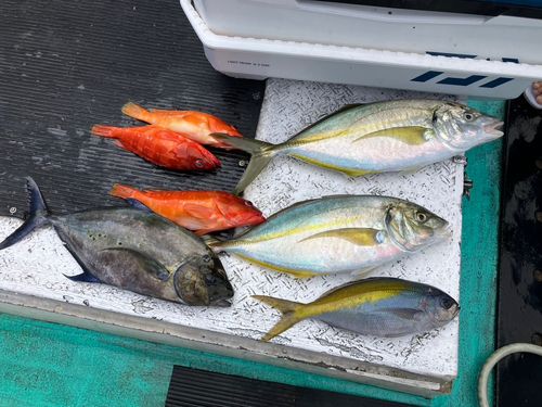 シマアジの釣果