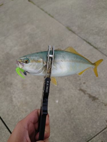 ワカシの釣果