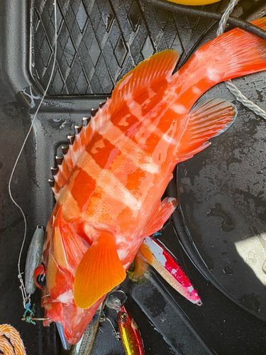 ハンゴーミーバイの釣果