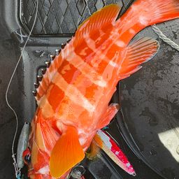 ハンゴーミーバイ