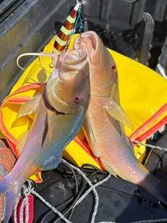 ヒメジの釣果