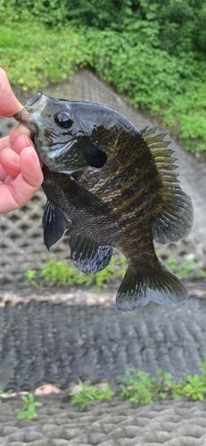 ブルーギルの釣果