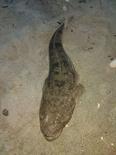 マゴチの釣果