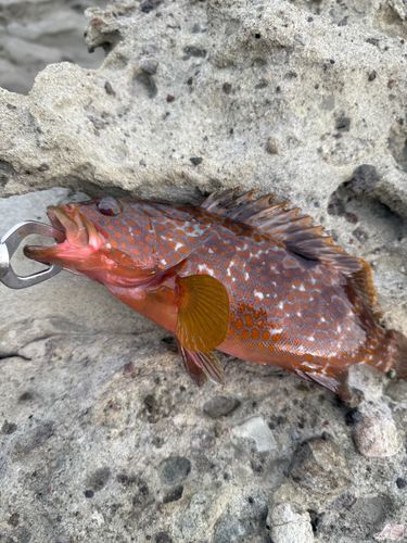 キジハタの釣果