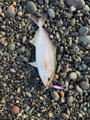 ショゴの釣果
