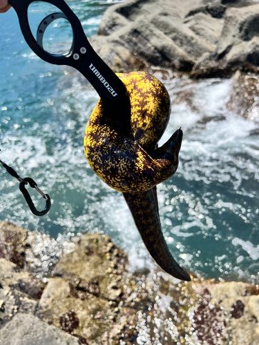ウツボの釣果