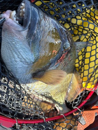 ゴマモンガラの釣果