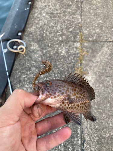オオモンハタの釣果