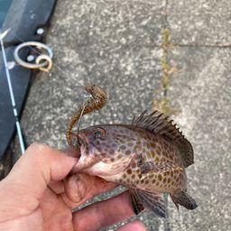 オオモンハタ