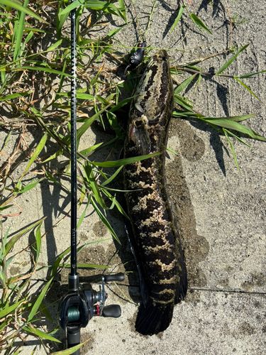 ライギョの釣果