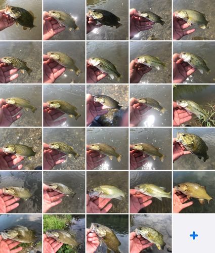スモールマウスバスの釣果