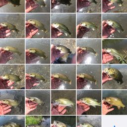 スモールマウスバス