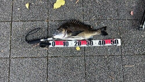 クロダイの釣果