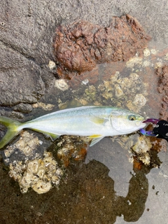 ワカシの釣果