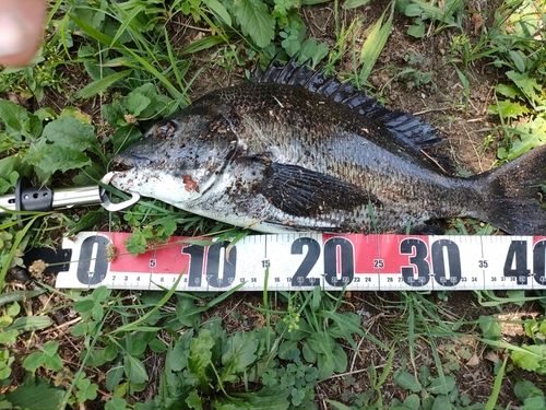 チヌの釣果
