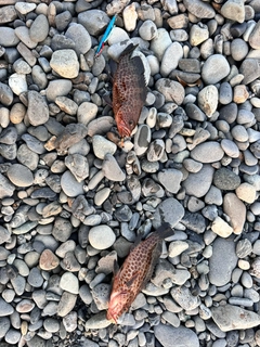 オオモンハタの釣果