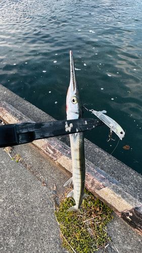 ダツの釣果