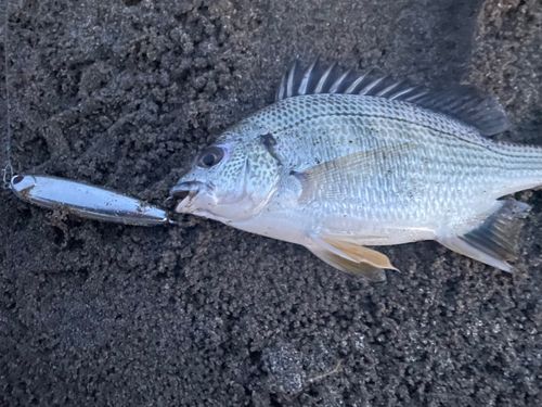 キビレの釣果
