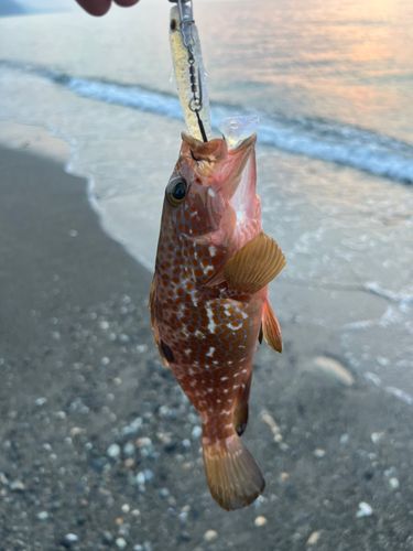 キジハタの釣果