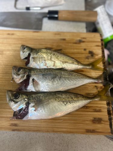 マアジの釣果