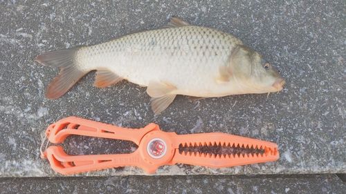 コイの釣果