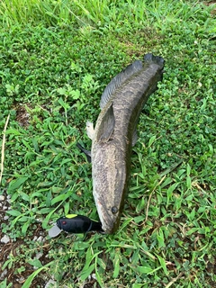 ライギョの釣果