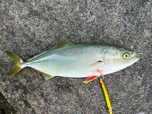 イナダの釣果